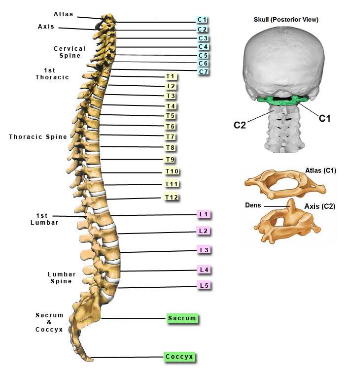 picture of your spine