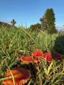 Tranexamic Acid Wider Use