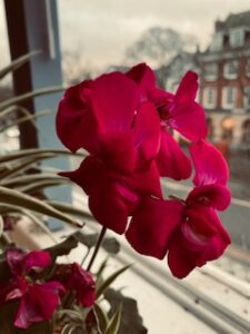 Hospital Buildings are Vulnerable to Overheating