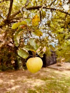 Bariatric Surgery Risks