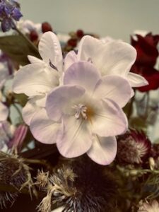 Asherman's Syndrome Treatment 