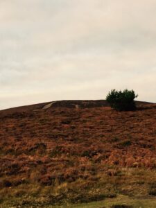 Asherman's Syndrome Adhesions 