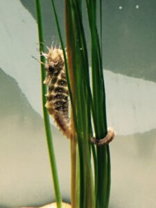 Filshie Clip Sterilisation Litigation