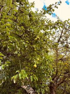 Settlement for delay in placenta removal causing Asherman’s syndrome